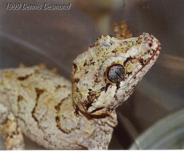 Rhacadactylus ariculatus12-New Caledonian Gecko-by Dennis Desmond.jpg