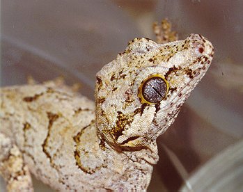 Rhacodactylus ariculatus01-New Caledonian Bumpy or Gargoyle Gecko-by Dennis Desmond.jpg