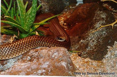 Rhampiophis sp01-Beaked Snake-by Dennis Desmond.jpg