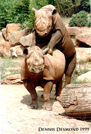 Rhinoceroses01-mating-by Dennis Desmond.jpg