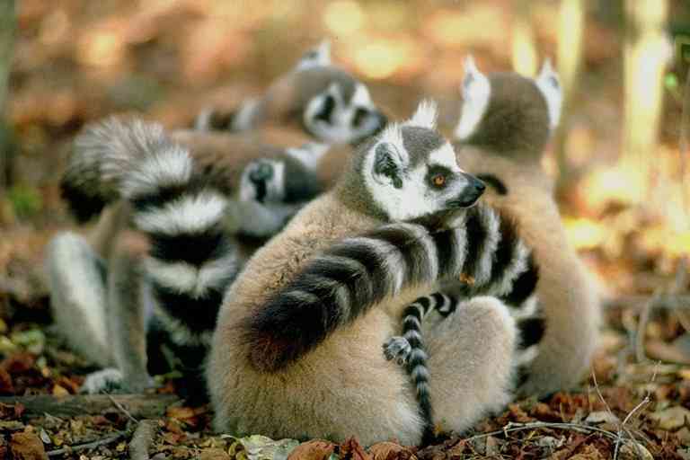 Ring-tailed Lemurs-by Trudie Waltman.jpg