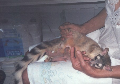 Ringtail Cat-Percy babies sleep-by Janet Mercer.jpg
