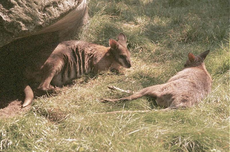 Rockroos001-Kangaroos-in Frankfurt Zoo-by Ralf Schmode.jpg