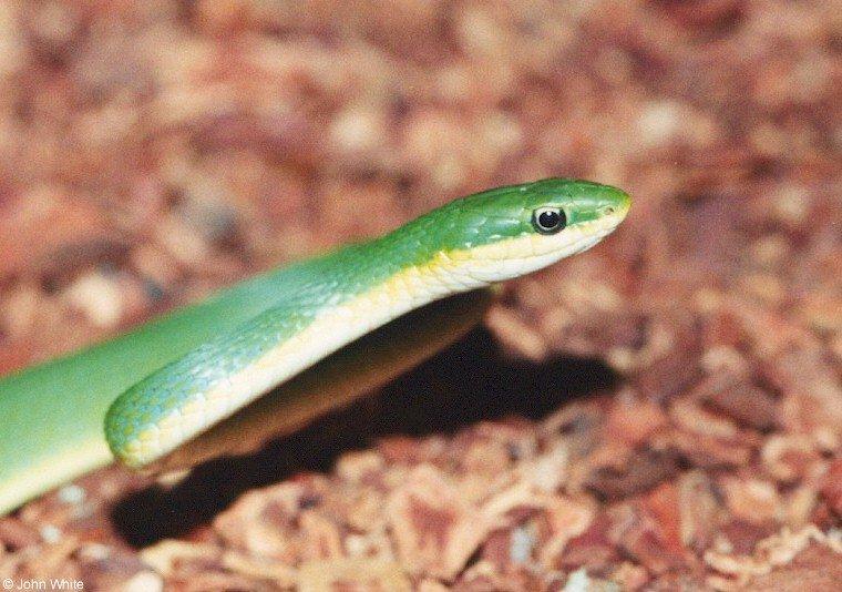 Rough green snake-by John White.jpg
