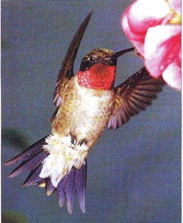 Ruby-ThroatedHummingbird-dinner.jpg