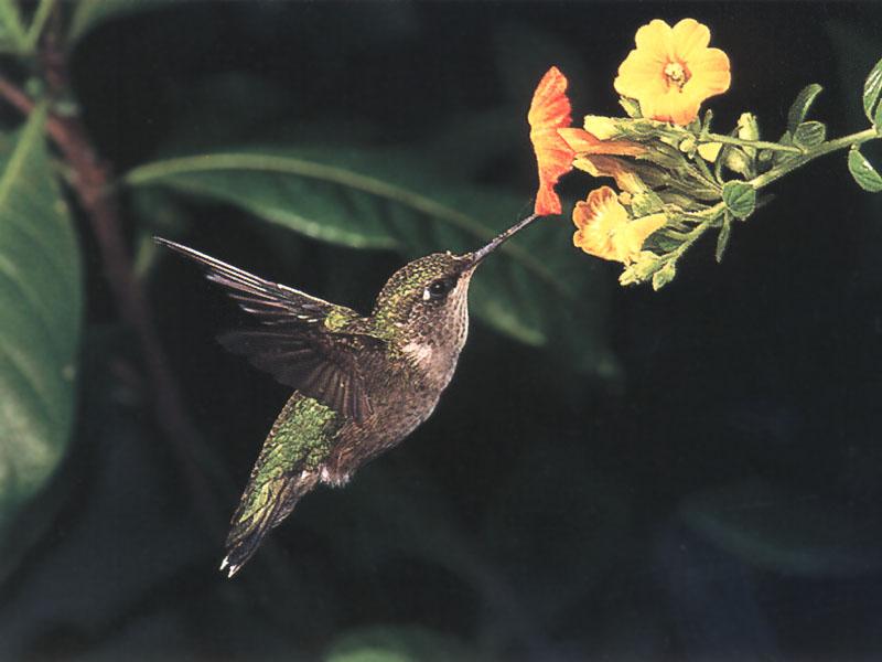 RufousHummingbird 65-SippingNectar.jpg