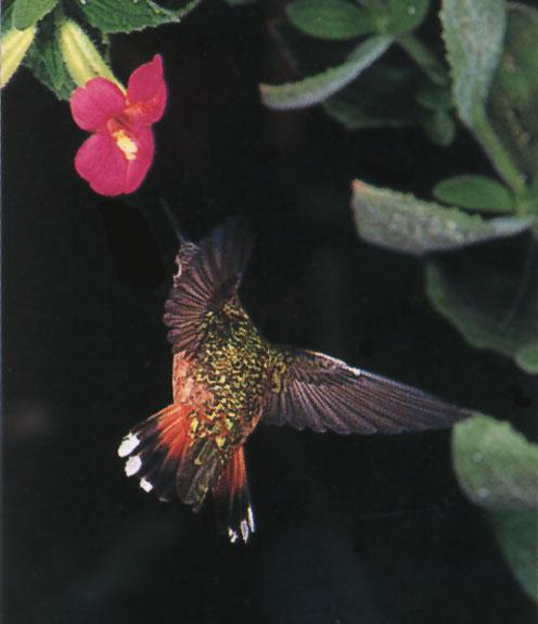 RufousHummingbird 71-Approaching flowers.jpg