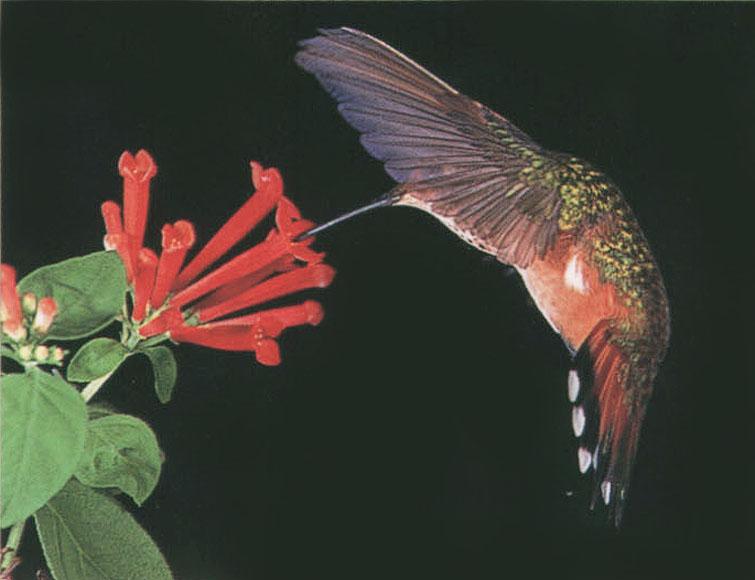 RufousHummingbird 73-SippingNectar-InFlight.jpg