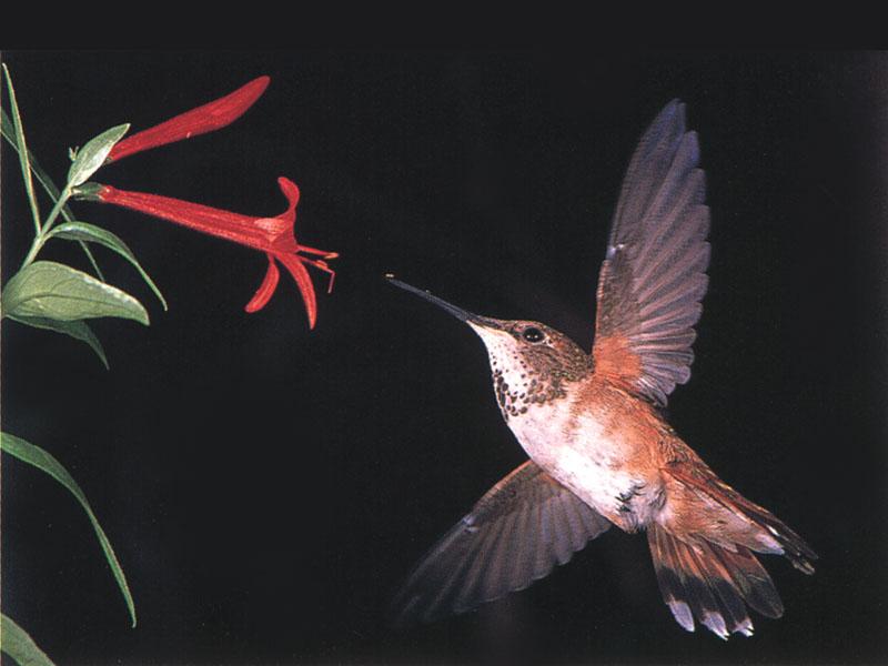 RufousHummingbird 82-Approaching red flower.jpg
