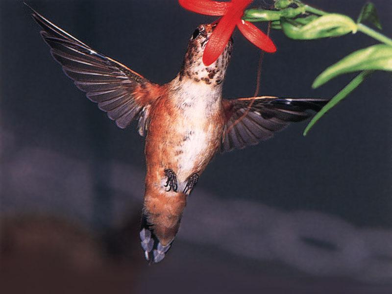RufousHummingbird 84-SippingNectar-AbdominalView.jpg