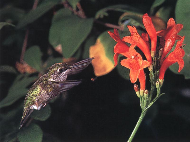 RufousHummingbird 85-Approaching flowers.jpg