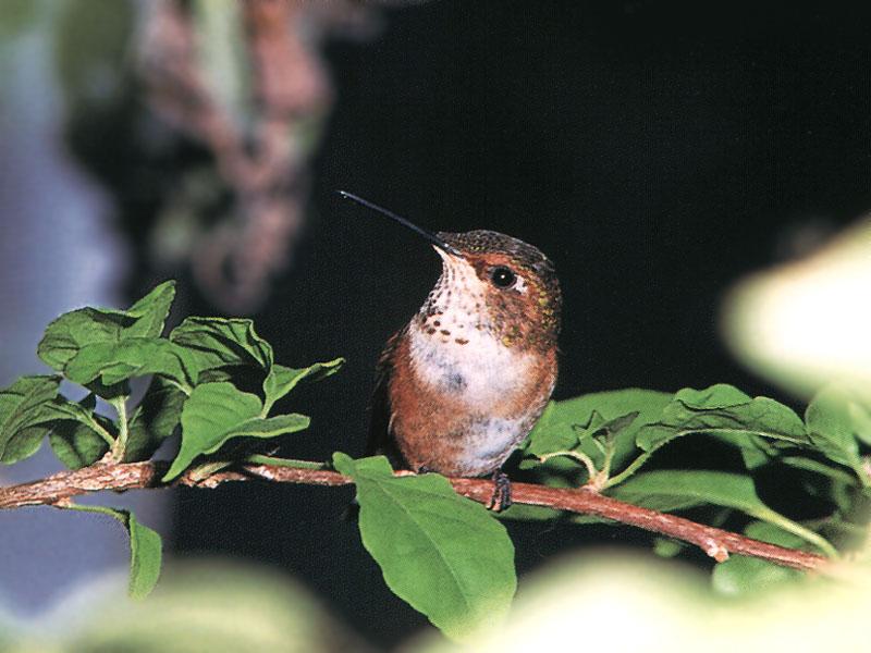 RufousHummingbird 86-Perching on leafed branch.jpg