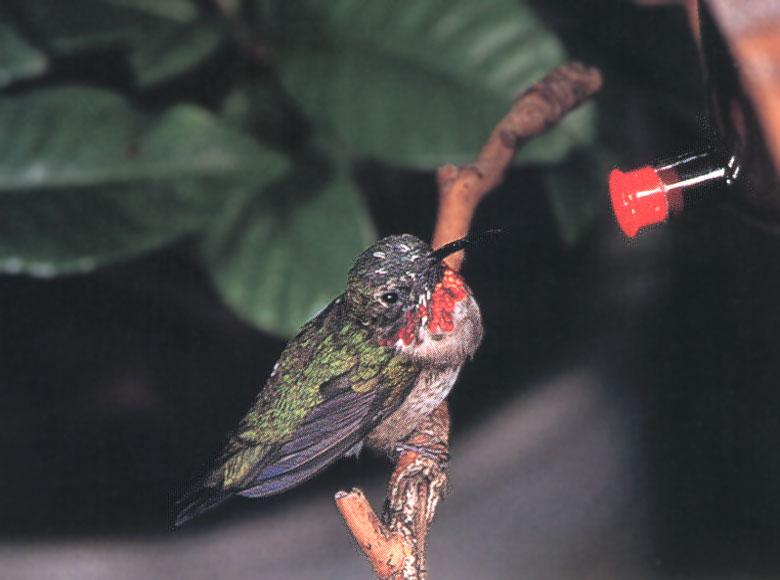 RufousHummingbird 87-Perching on branch-Looks bird feeder.jpg