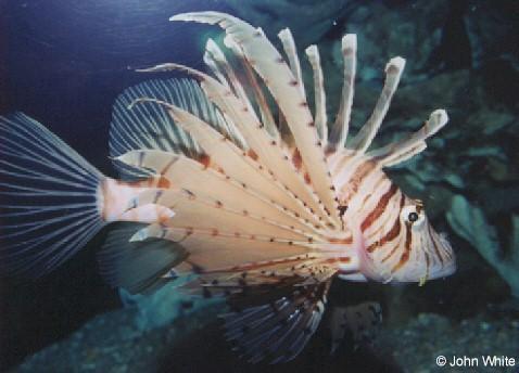 Russell s Lionfish-by John White.jpg