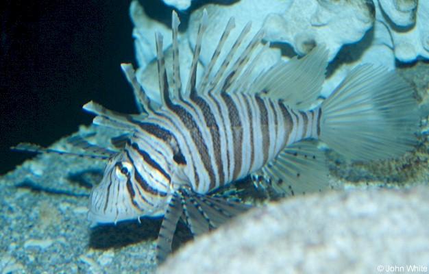 Russell s lionfish2-by John White.jpg
