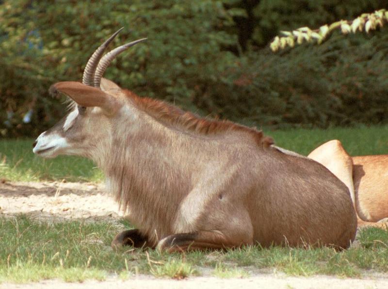 Santelope1-Sable Antelope-from Hannover Zoo-by Ralf Schmode.jpg