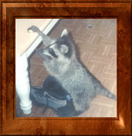 Sassy41-Raccoon by Tammy.jpg