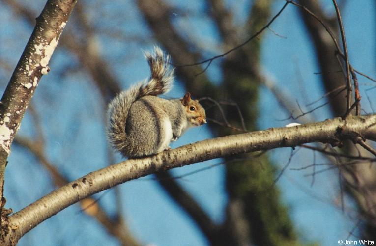 Scan1741-Northern Gray Squirrel-by John White.jpg