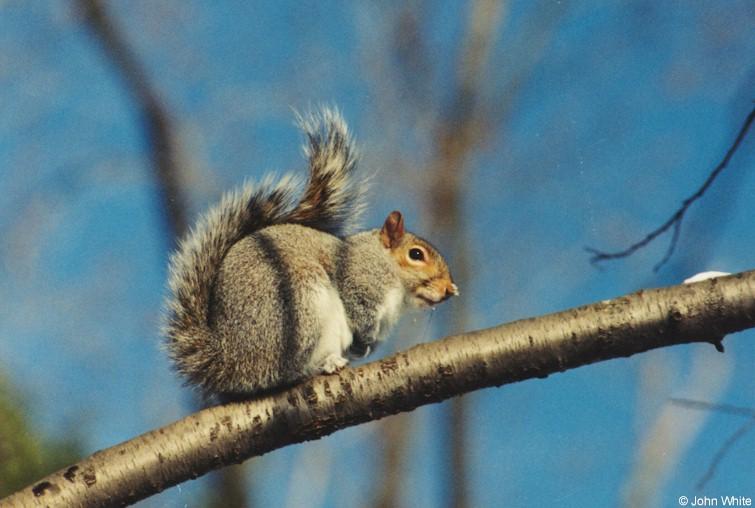 Scan1745-Northern Gray Squirrel-by John White.jpg