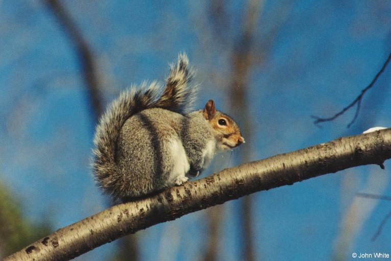 Scan1746-Northern Gray Squirrel-by John White.jpg