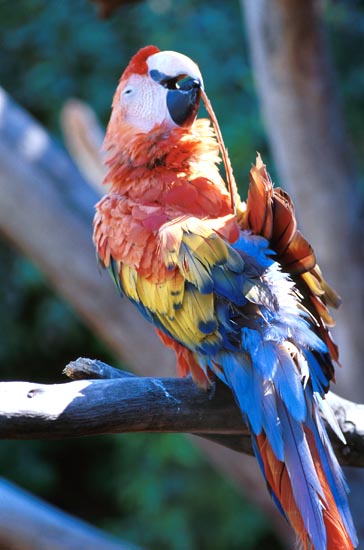Scarlet macaw-parrotgrooming-by Shirley Curtis.jpg