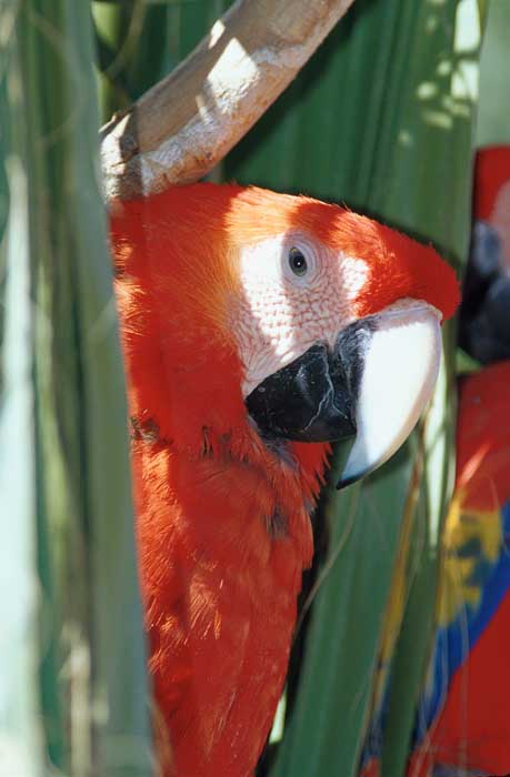 Scarlet macaw0-by Shirley Curtis.jpg