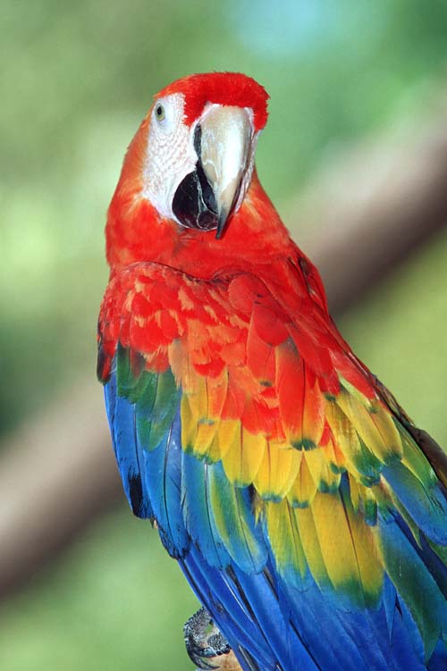 Scarlet macaw1-by Shirley Curtis.jpg