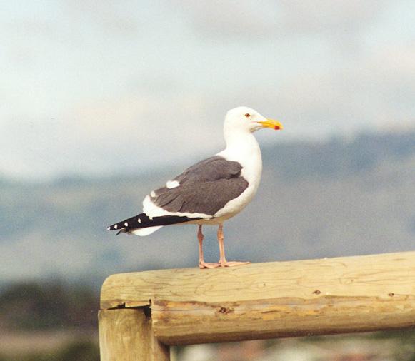 Seagull-Western Gull-on bar-by Gregg Elovich.jpg
