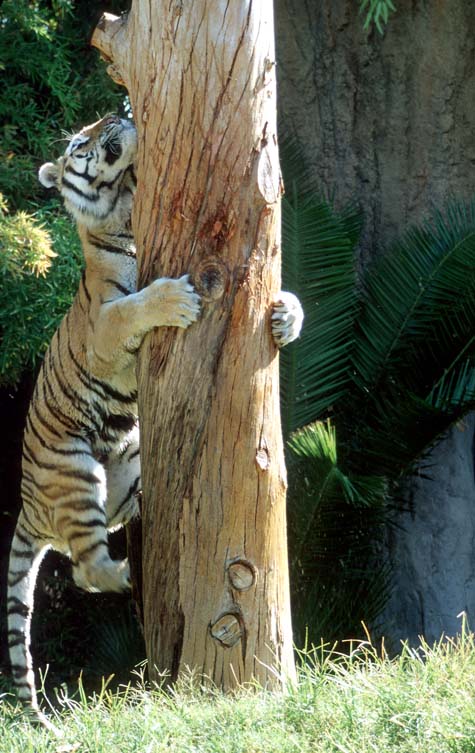 Siberian tiger climb1-by Shirley Curtis.jpg