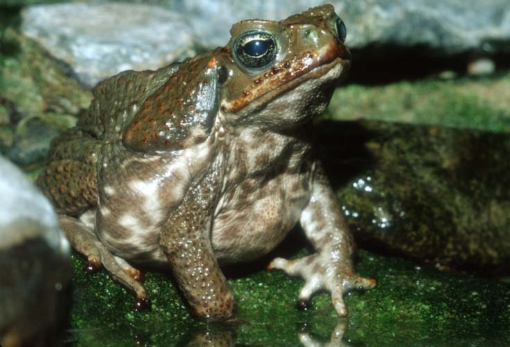 Sinaloan Toad-by Shirley Curtis.jpg