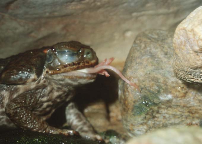 Sinaloan Toad Eating1-by Shirley Curtis.jpg