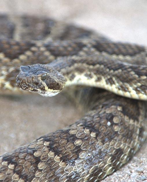 Snake 1-Arizona Diamondback Rattler-unhappy rattlesnake-by Shirley Curtis.jpg