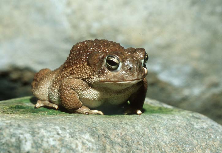 Southwestern Toad1-by Shirley Curtis.jpg