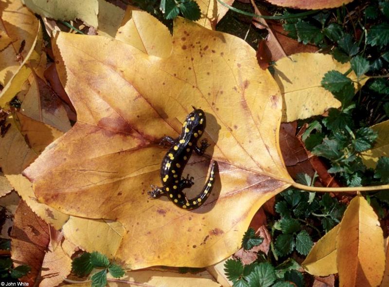 Spotted salamander on leaf-by John White.jpg