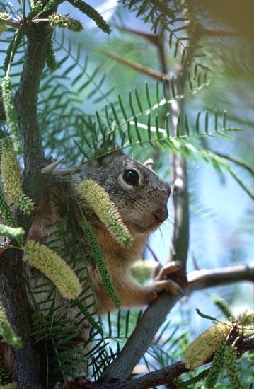 Squirrel Tree 1-Gray Squirrel-by Shirley Curtis.jpg