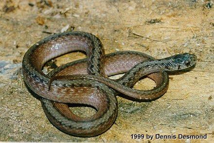 Storeria dekayi04-North American Brown Snake-by Dennis Desmond.jpg