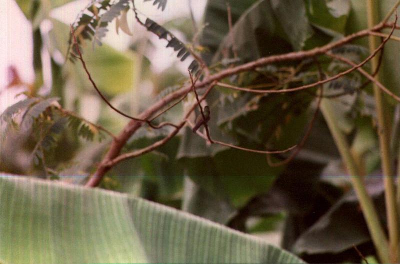 Suriname-96c0199o-Hummingbird-Garden-BackView.jpg