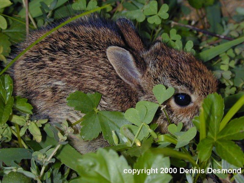 Sylvilagus floridanus04-Eastern Cottontail Rabbit baby-by Dennis Desmond.jpg