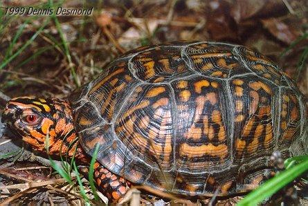 Terrepene carolina15a-Eastern Box Turtle-by Dennis Desmond.jpg