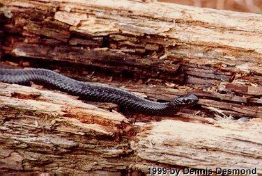 Thamnophis ordinoides mel-Melantistic Northwestern Gater Snake-by Dennis Desmond.jpg