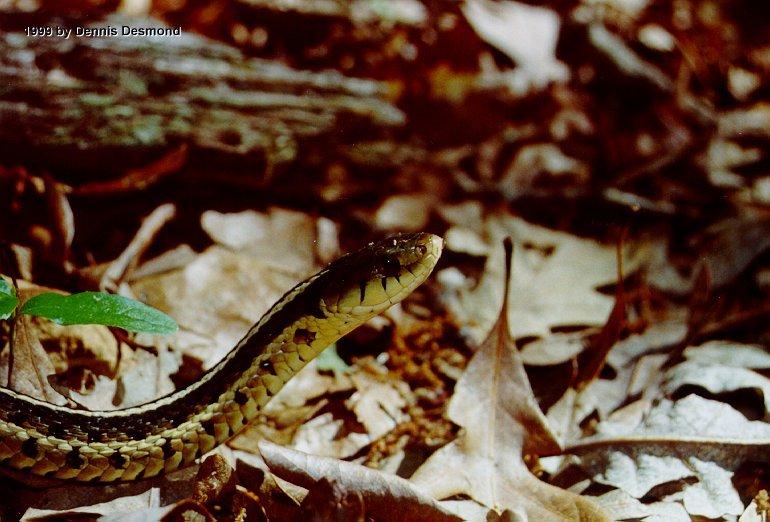 Thamnophis s sirtalis05-Eastern Garter Snake-by Dennis Desmond.jpg