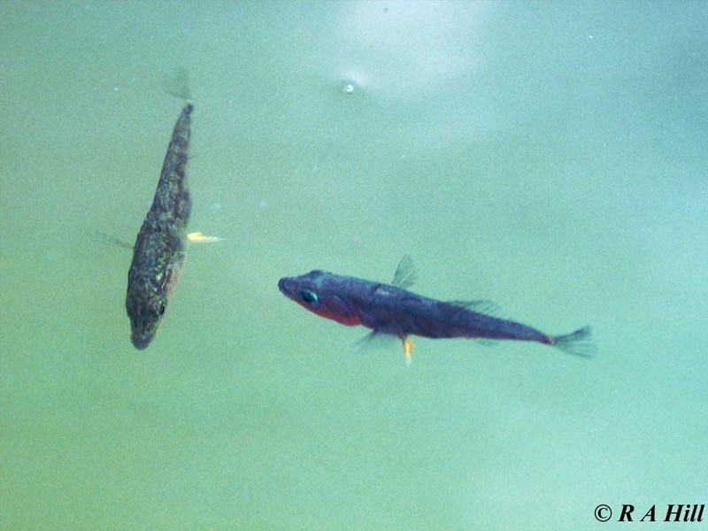 Three-spined Sticklebacks-British Fish-by Alan Hill.jpg