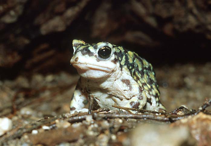 Tiny Frog-Sonoran Green Toad-by Shirley Curtis.jpg