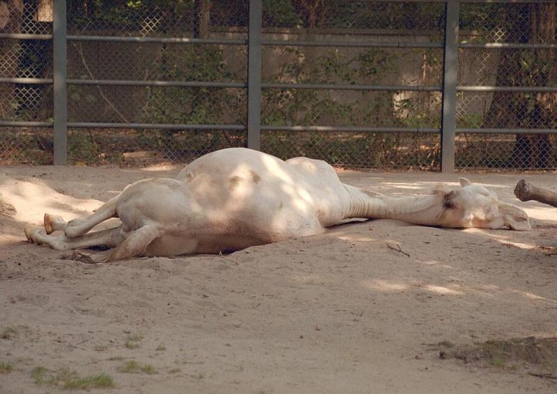 Tiredcamel001-Dromedary Camel-in Hannover Zoo-by Ralf Schmode.jpg