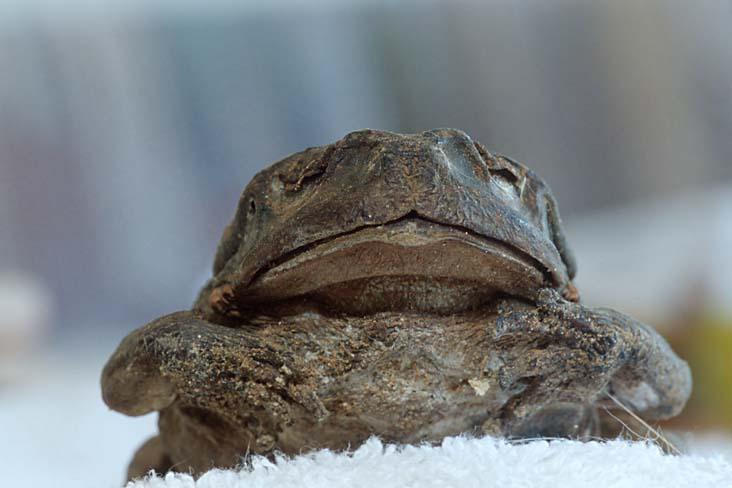 Toad1-Colorado River Toad mummy-by Shirley Curtis.jpg