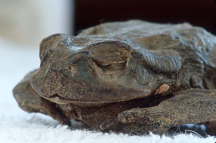 Toad2-Colorado River Toad mummy-by Shirley Curtis.jpg