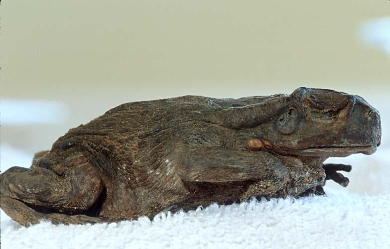 Toad3-Colorado River Toad mummy-by Shirley Curtis.jpg