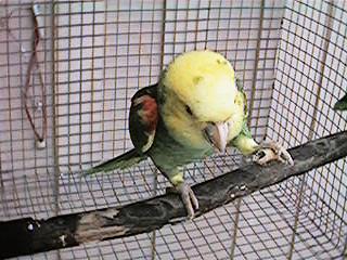 Tresmarias145-Double Yellow-headed Amazon Parrot-by Danny Delgado.jpg