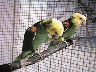 Tresmarias146-Double Yellow-headed Amazon Parrots-by Danny Delgado.jpg