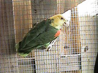 Tresmarias149-Double Yellow-headed Amazon Parrot-by Danny Delgado.jpg
